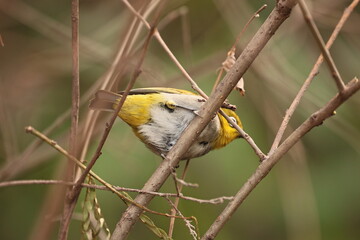 Indian white eye