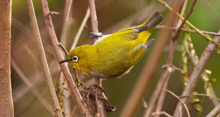 Indian white eye