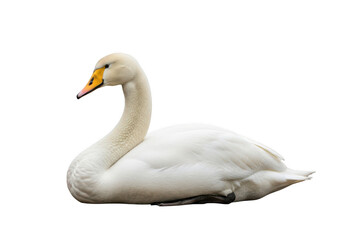 Fototapeta premium White swan sitting on water with yellow beak isolated on transparent background