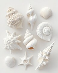 Assortment Of White Seashells On White Background