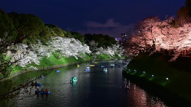  夜の皇居、お堀の桜　ボートに乗ってを楽しむ人々　千鳥ヶ淵　東京　日本/Imperial Palace at night, cherry blossoms on the moat, people enjoying boat rides, Chidorigafuchi, Tokyo, Japan