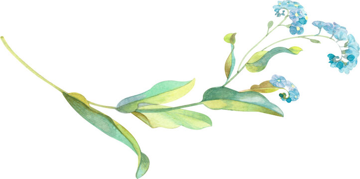 Hand drawn watercolor illustration of spring flowers design on transparent background. Botanical element for greeting card design.