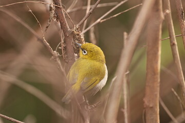 Indian white eye