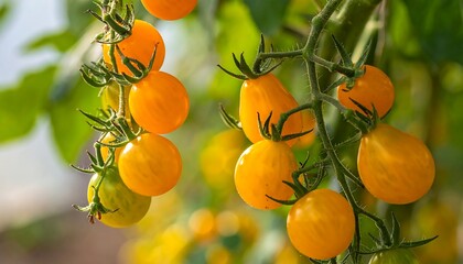 Vibrant Yellow Cherry Tomatoes on the Vine in Sunlight.