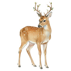 Fototapeta premium Watercolor Deer Vector Illustration Isolated on White Background, Summer Woodland Animal Art 