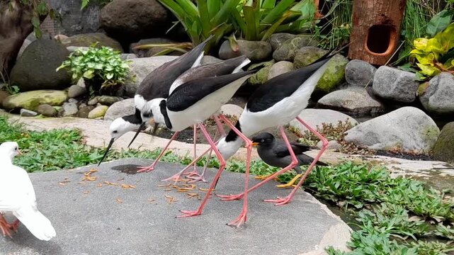 Black winged stilts fight over food with starlings.