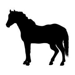 A black silhouette vector illustration of a wild stallion horse with a flowing mane and tail isolated on a white background for farm and nature art