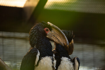 A view of some trumpeter hornbills. © DAVID