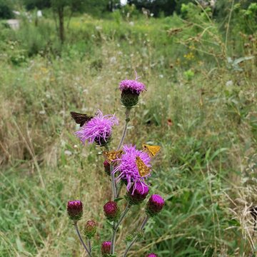 Skippers on Liatris