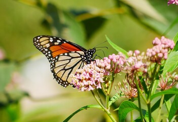 Obraz premium Monarch on Milkweed