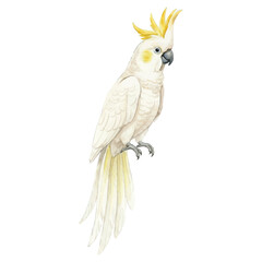 Elegant Watercolor Cockatoo Vector Illustration Isolated on White Background, Summer Exotic Bird Art  © tripsy