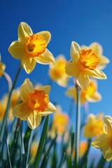 Fototapeta premium Bright spring daffodils blooming under clear blue sky for seasonal design