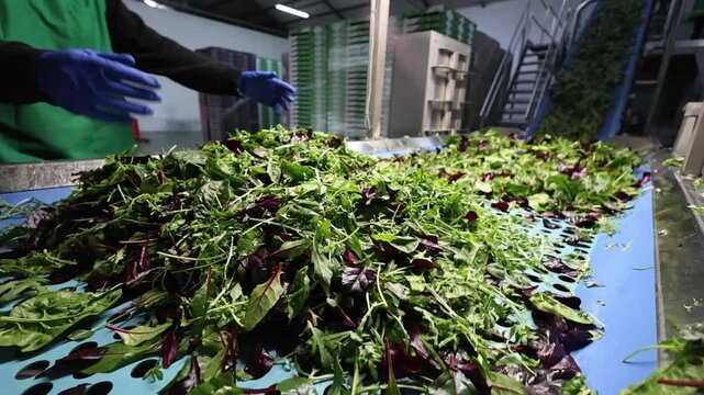 Confezionamento industriale di insalata pronta in stabilimento alimentare