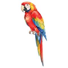 Obraz premium Colorful Watercolor Parrot Vector Illustration Isolated on White Background, Summer Tropical Bird Art 