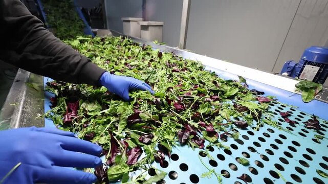 Confezionamento industriale di insalata pronta in stabilimento alimentare