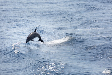 Obraz premium A view of a bottlenose dolphin jumping out of the water.