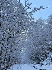 Snow covered trees
