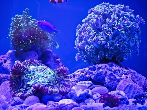 coral reef and foshes in aquarium
