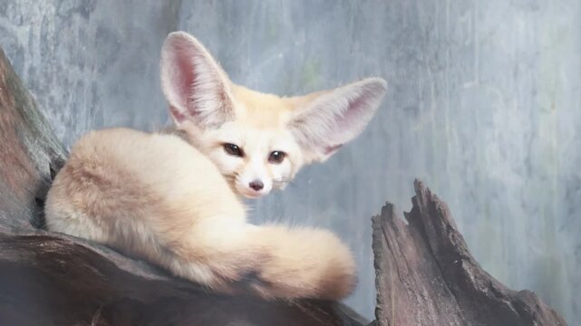 Cute fennec fox standing on a wooden log.