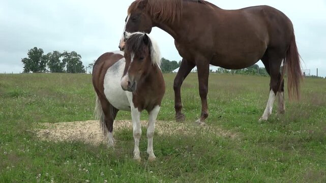Pasture Scene With A Pinto Pony And Two Large Horses In Green Field