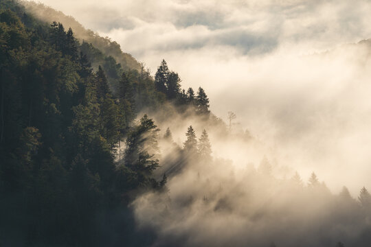 Aerial view of a forest shrouded in ethereal mist, where sunlight filters through the trees, creating a dreamy landscape, Zgornja Besnica, Kranj, Slovenia.