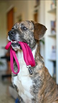 Vertical video of a brindle mixed breed dog with a pink leash in its mouth at home, with a funny expression, asking to be taken for a walk. Pitbull, Boxer, and Mastiff mix. Active and playful dogs
