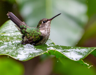 Obraz premium The Rain Bath: A hummingbird actively bathing in a pool of water collected on a large tropical leaf during a heavy downpour. Water splashes and wet feather texture are visible.