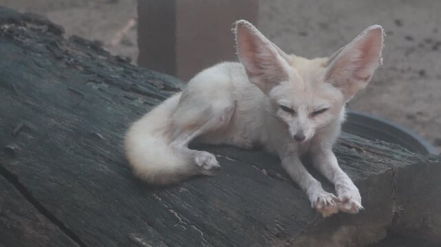 Cute fennec fox standing on a wooden log.