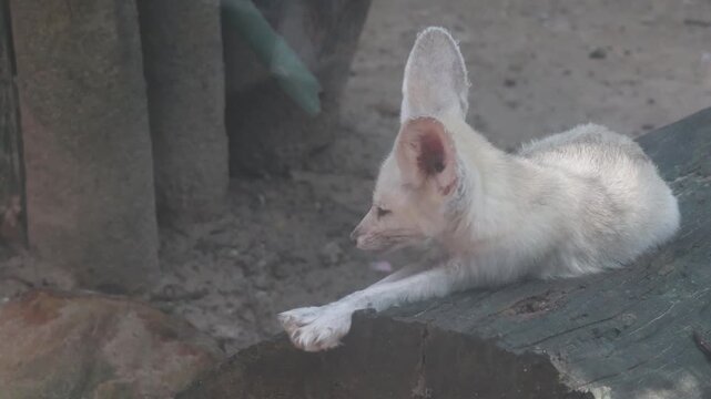 Cute fennec fox standing on a wooden log.