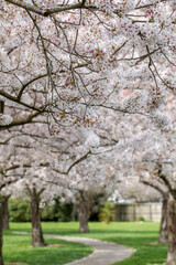Obraz premium Scenic view of the park with a path and cherry blossom trees. Sakura garden. Spring 