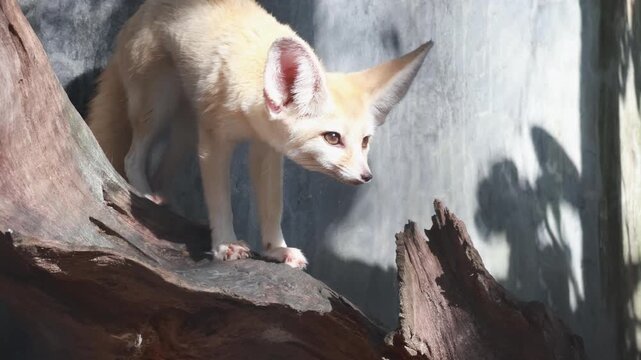 Cute fennec fox standing on a wooden log.