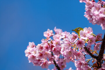 white eye green bird with cherry blossom in spring
