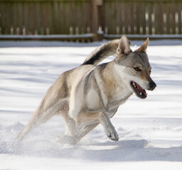 Czechoslovakian Vlciak dog running in the snow, kicking up snow. A privacy fence in the back yard in the background. Dog name is Ceres Ari Direwolf. Direwolf Pack; breeder