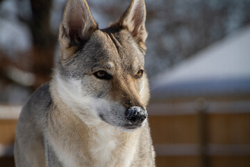 Czechoslovakian Vlciak dog closeup of face in profile with snow on the black nose. Selective focus, closeup.  Dog name is Ceres Ari Direwolf. Direwolf Pack; breeder