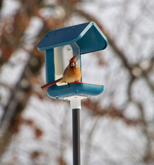 Female Northern cardinal in a blue and white bird feeder