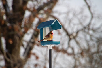 Female Northern cardinal in a blue and white bird feeder