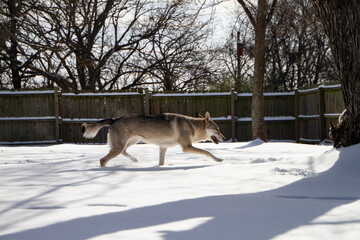 Czechoslovakian Vlciak dogs playing in snow. Purebred dog in a back yard with privacy fence. Dog names is Direwolf Excuse Me While I Kiss The Sky,. Direwolf Pack; breeder