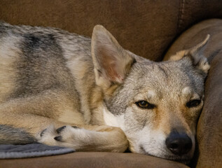 Czechoslovakian Vlciak dog indoors on a couch looking sleepy. Dog name Ceres Ari Direwolf. Direwolf Pack; breeder