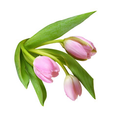 Obraz premium Three pink tulip flowers isolated on white or transparent background