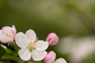 Fototapeta premium Apple blossom with pink buds in organic orchard natural floral background