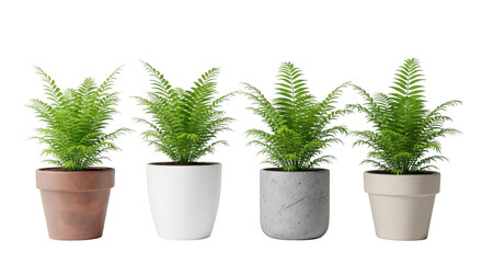 Fototapeta premium Four potted ferns in different colored pots isolated on transparent background