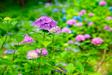 紫陽花が美しく咲く自然の風景