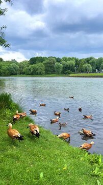 Ducks live on the territory of the Tsaritsyno Museum-Reserve, on the Lower and Middle Tsaritsyno Ponds. Orange ducks, ogary, live in the pond under the Eastern Arch Bridge. 4K