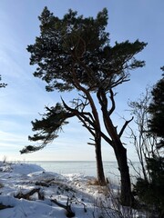 Wind-shaped Scots pine (Pinus sylvestris) standing on a snowy coastal cliff by the sea, with frozen shoreline and calm winter sky creating a minimalist Nordic landscape.