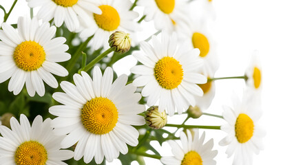 Fototapeta premium A delicate arrangement of Chamomile flowers, their pure white petals and sunny yellow centers bring a sense of calm and natural beauty.