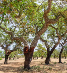 Cork oak farm. Oak trunks with renewable bark suitable for stripping in the nearest years.