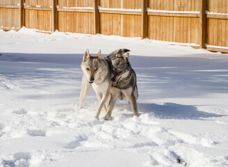 Czechoslovakian Vlciak dogs behavior in the snow. Two female dogs playing in the snow.
Dogs names are Direwolf Excuse Me While I Kiss The Sky and  
Ceres Ari Direwolf. Direwolf Pack; breeder