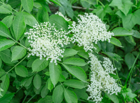 White elderberry flowers (Sambucus nigra) blooming amidst lush green leaves in a natural outdoor setting on a sunny day.
