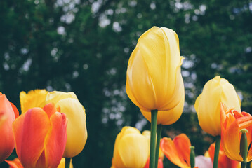 Beautiful fresh colorful tulip flowers in full bloom in the meadow, close-up view. Natural flowery spring background.