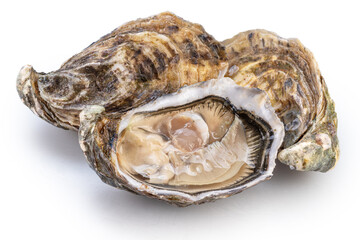 Opened oyster and closed raw oysters isolated on white background. Delicacy food. Clipping path. © volff